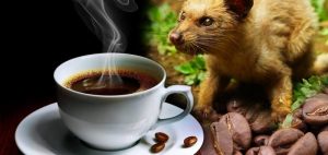 Le café le plus cher du monde